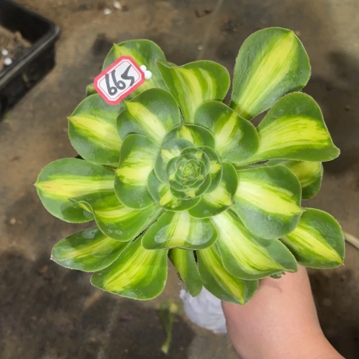 一物一拍暴君665法师多肉