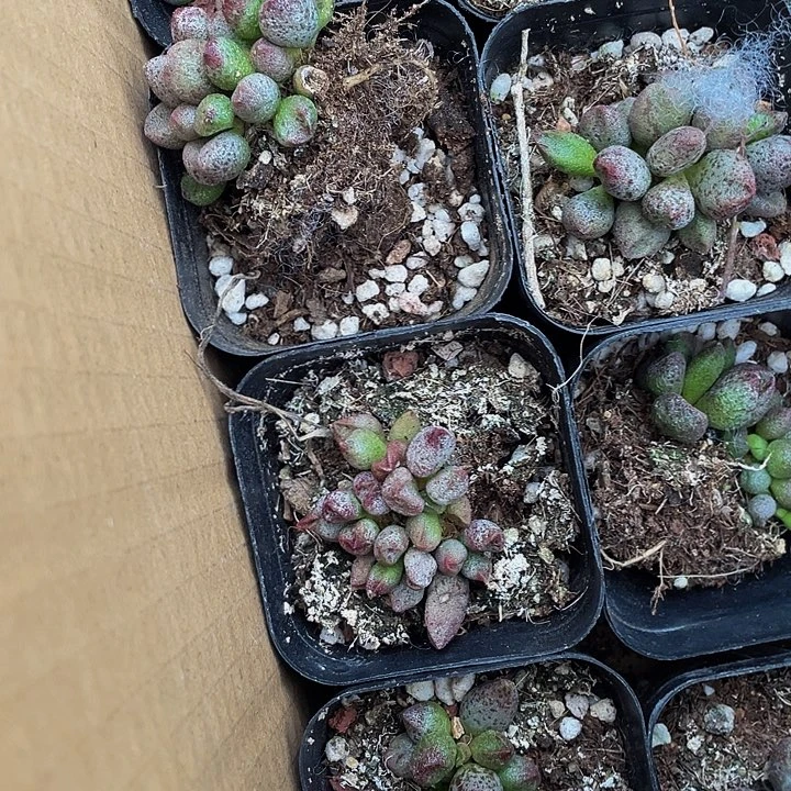 玛丽安水泡带盆土发