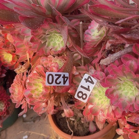 伟***肖多肉植物两个法师