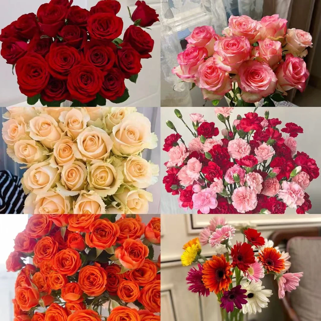 【艾莎香槟红玫瑰橙芭比康乃馨组合】520鲜切花云南基地直发鲜切花