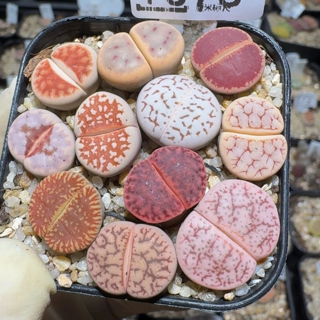 zzzz精品生石花1378