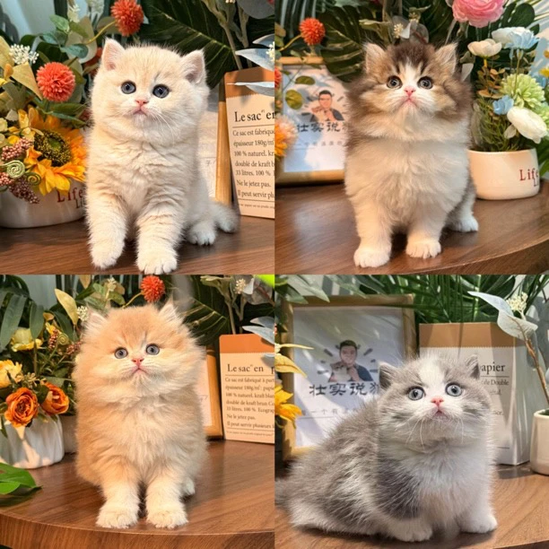 壮实说猫渐层活体猫咪专属链接