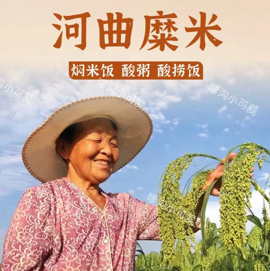 河曲农家自产硬地糜米2.5kg（需要酸浆下单备注）