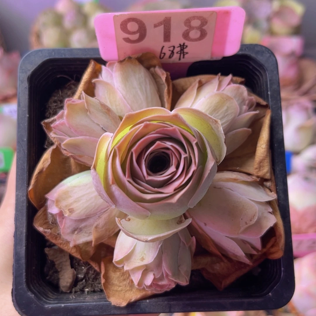山地玫瑰一物一拍918 断崽不售后！