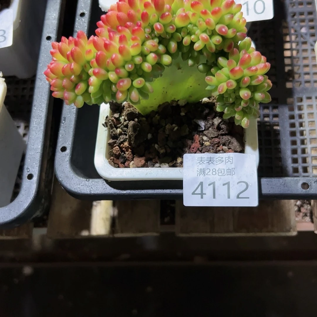 9号红*我们的确是4112