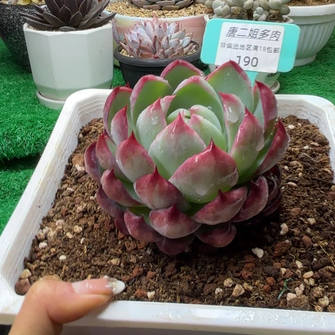 唐二姐多肉编号190