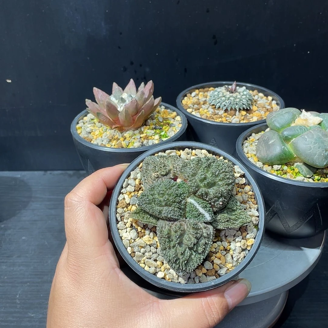 哥斯拉牡丹带盆包邮