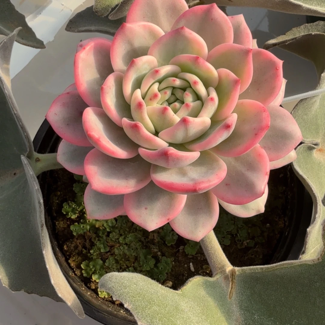 爱丽儿 安吉园艺锦锦