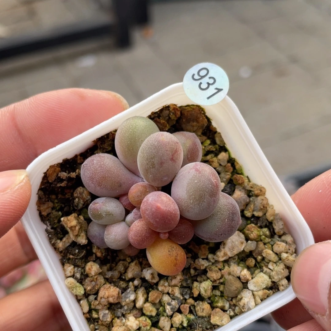 芒果美人多肉植物红芒