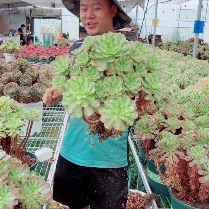 大颗韶华多肉法师
