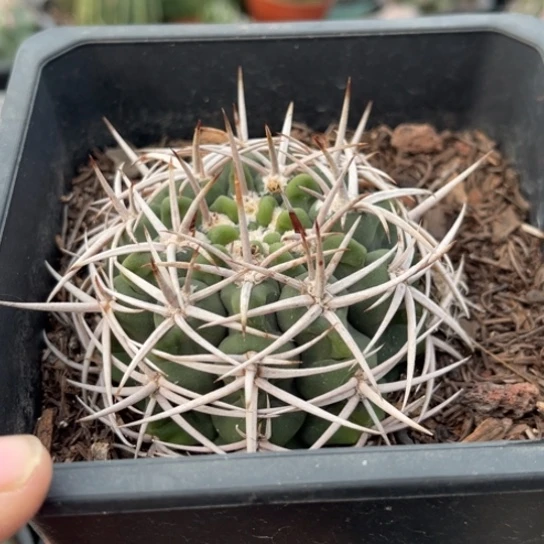 当前无花栽培后可以开花实生精品碧岩玉