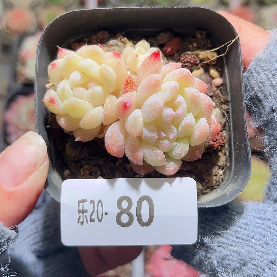 木乐20-80明月心