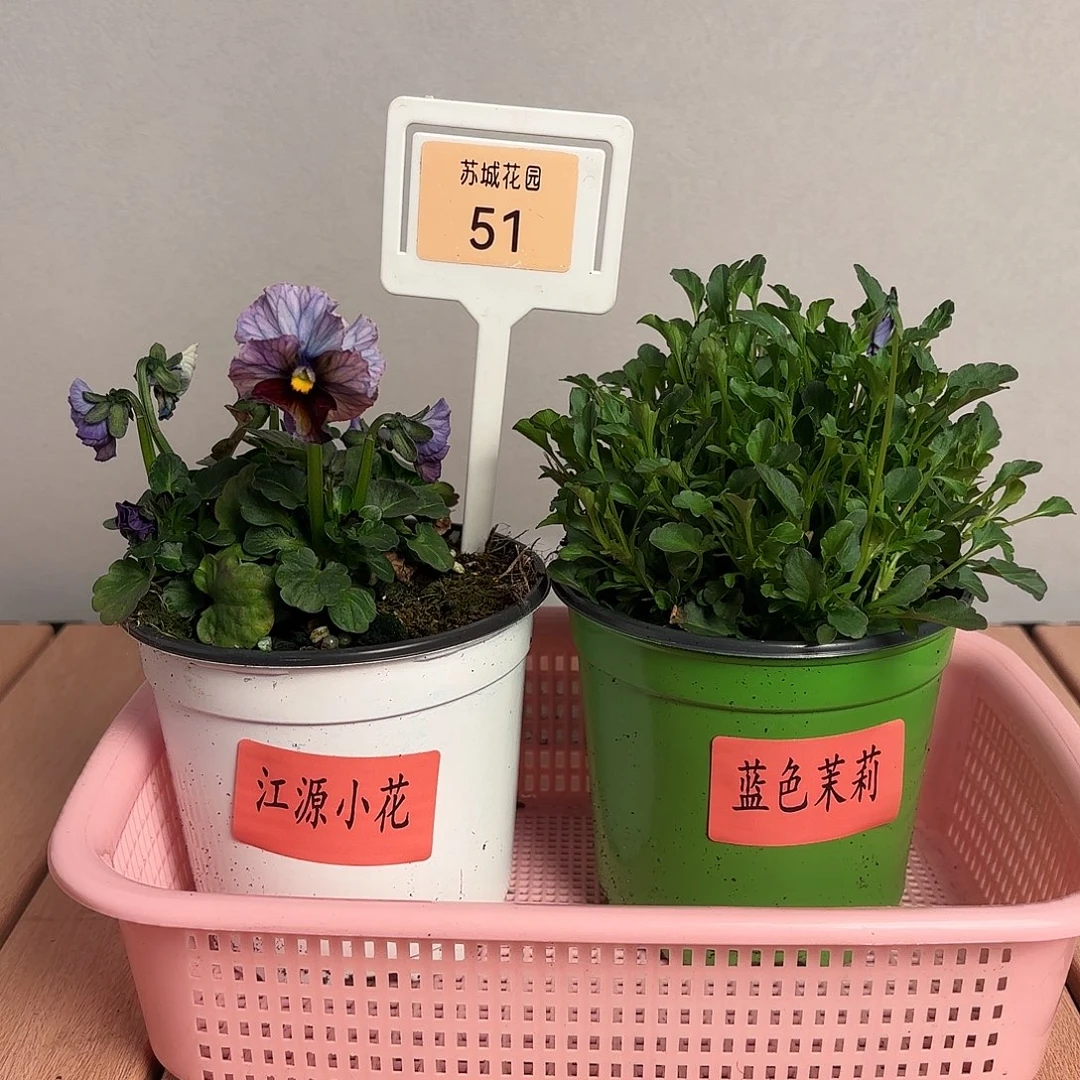 大部分开放少量花苞51