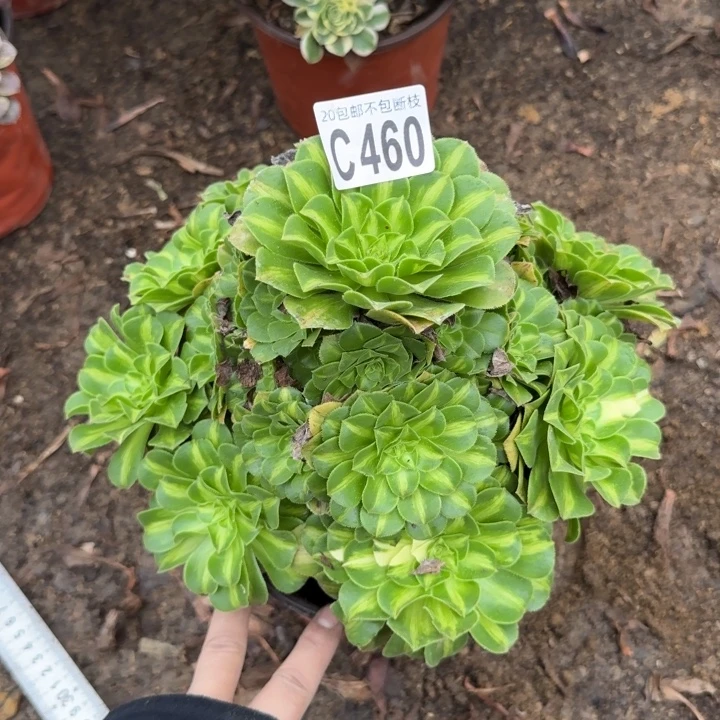 翡翠琉璃……多肉植物……