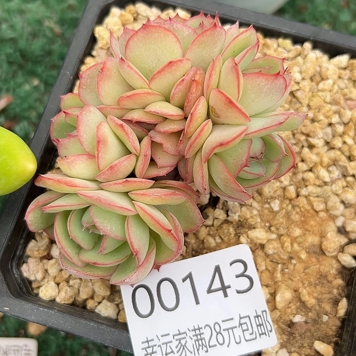 幸运的是我还没遇到