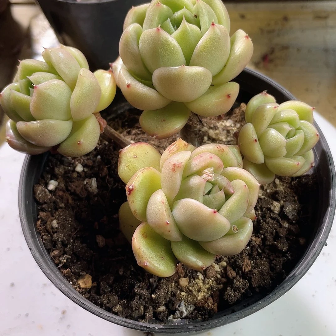 0524  冰城 六月六