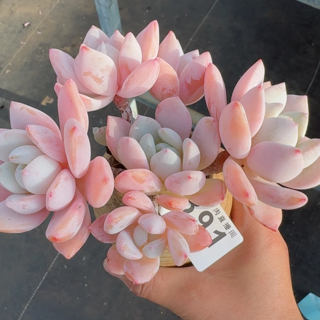 冷香群生整装无砍      愿你一路坦途，乘风破浪展宏图