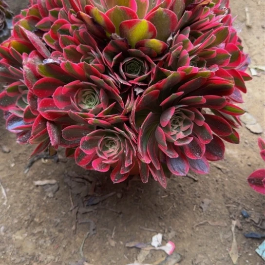 妖月15.88加急发明天早上