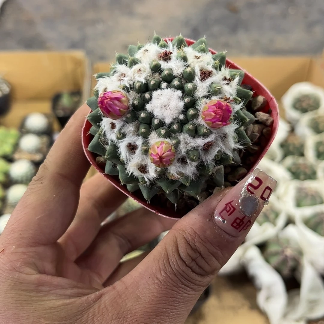 雪糕精选单头发货有根