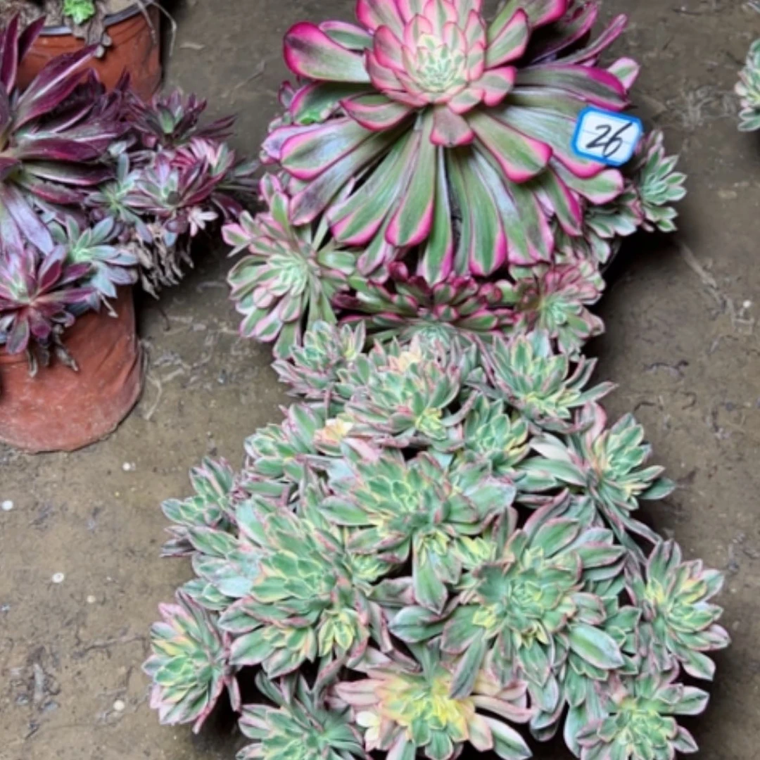 【闪购商品】海**空多肉植物处理不售后26