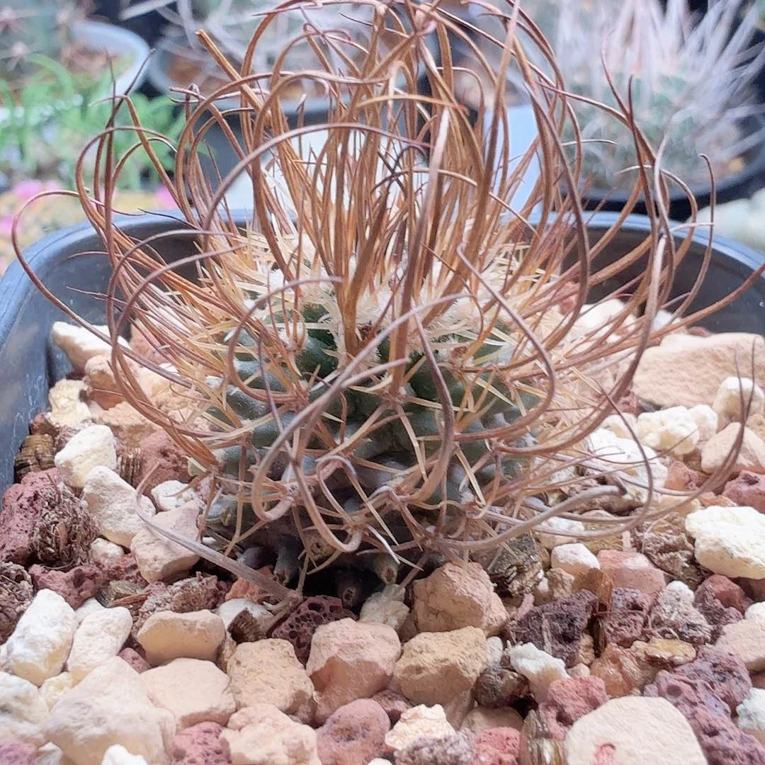 馒***点实生草刺娇丽脱土发货