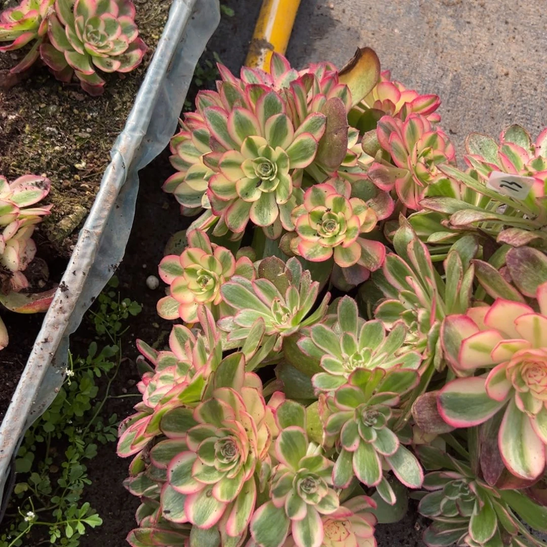 73半糖母本一颗10