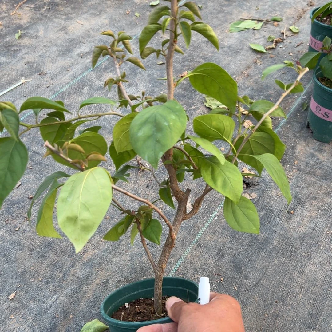 无花朵【26号阿珠娜一棵】随机发货福利款不售后