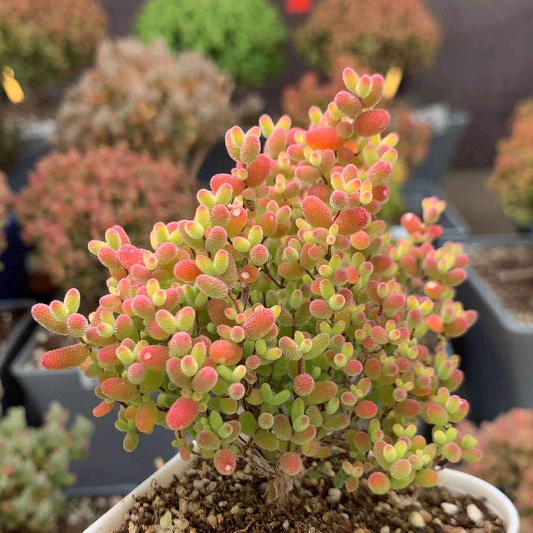 c591蜜橘糖球枝干番杏