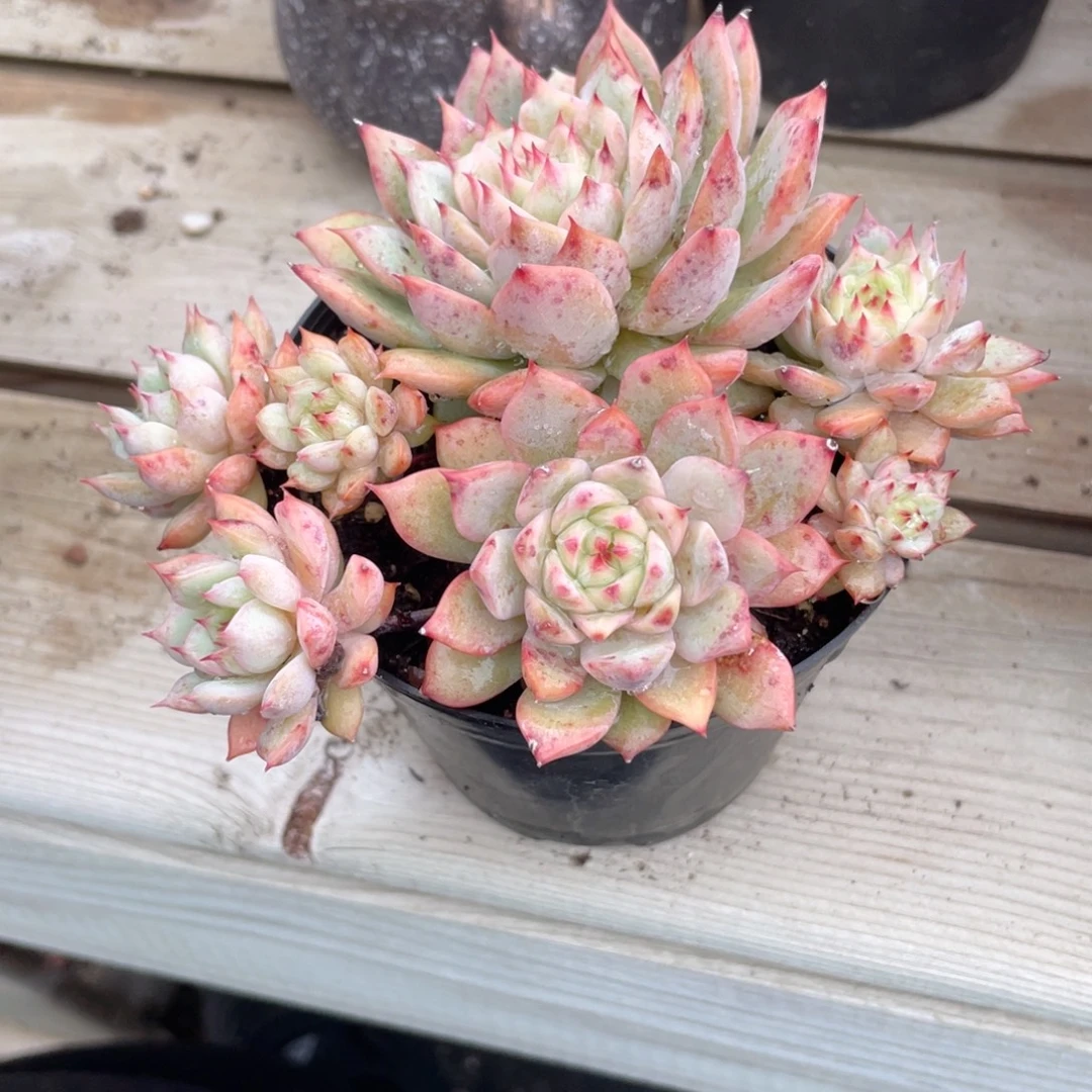 0802  厚叶玫瑰  六月六
