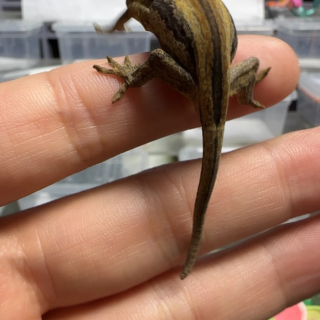 盖勾亚守宫盖勾亚大幼