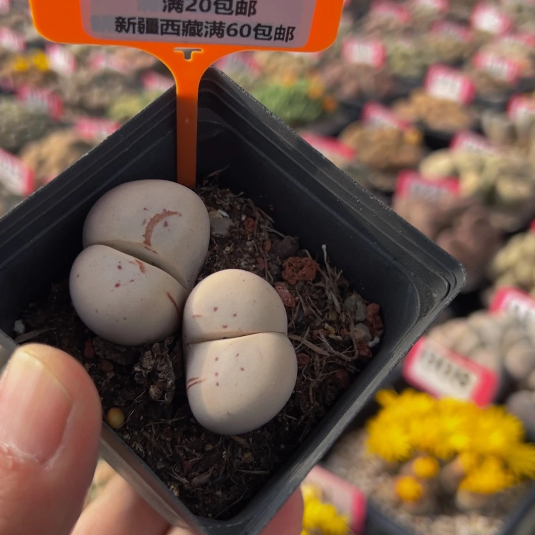 710 一物一拍，默认有伤，介意勿拍，不退不换