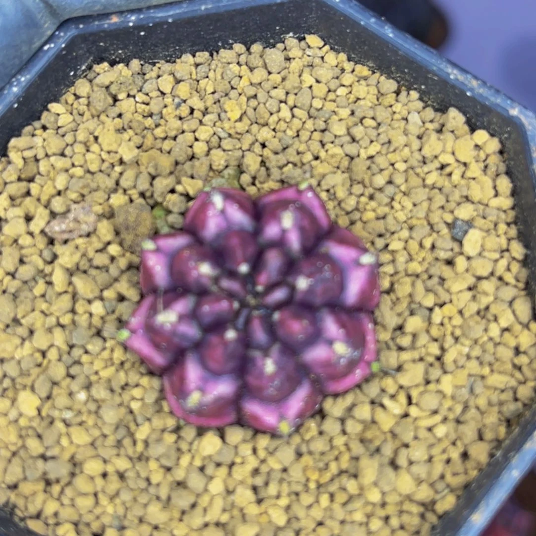 糖*多米哈洛维奇 梦想后代