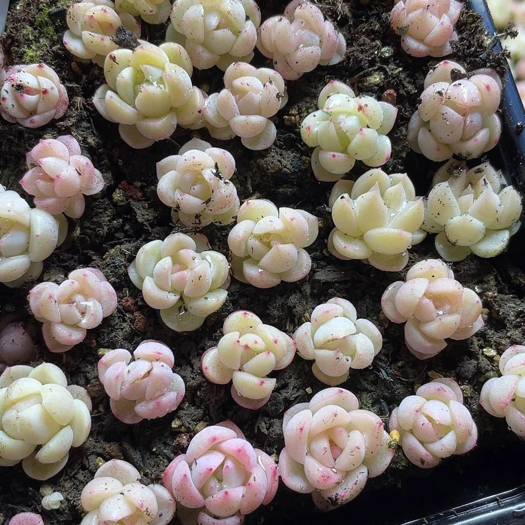 买64珍妮混一物一拍006