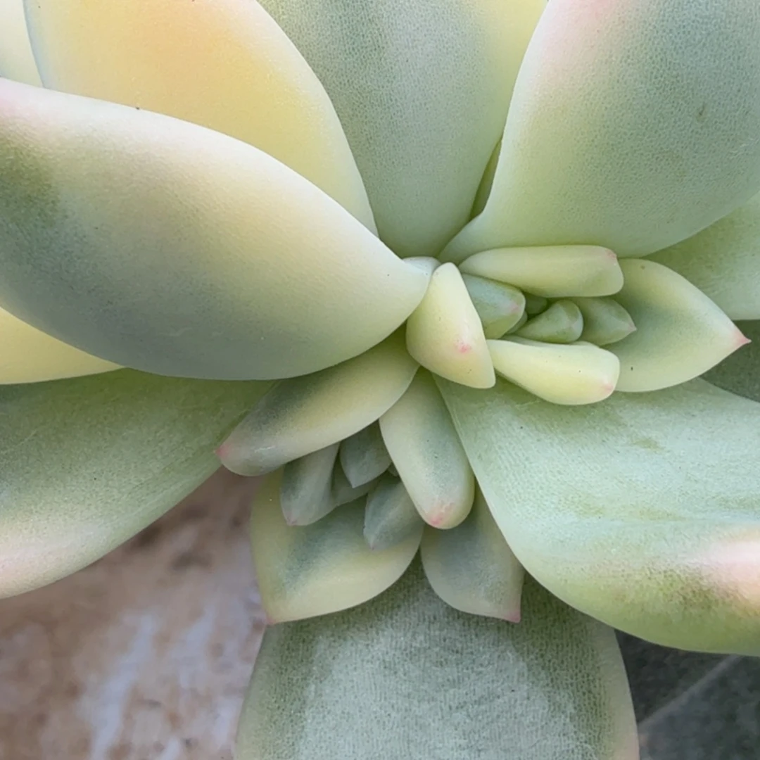 暗夜香槟金侧芽腹欧你锦