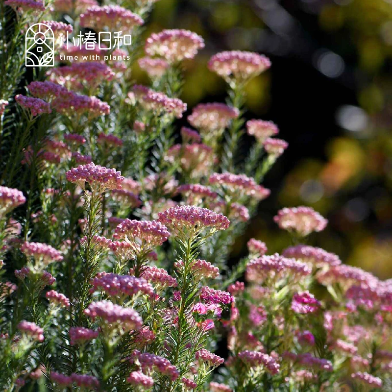 小椿日和 澳洲米花Ozothamnus diosmifolius常绿灌木切花素材庭院