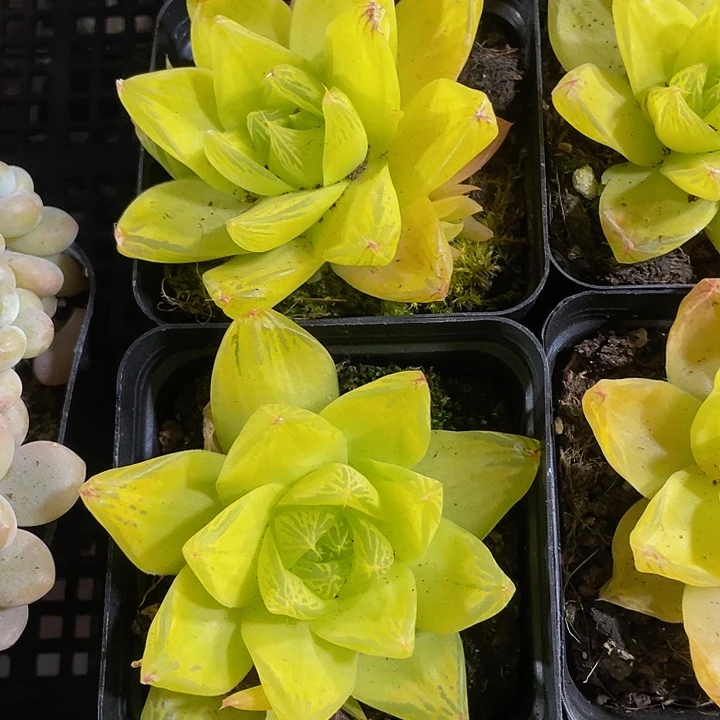 7方大黄金玉露带盆