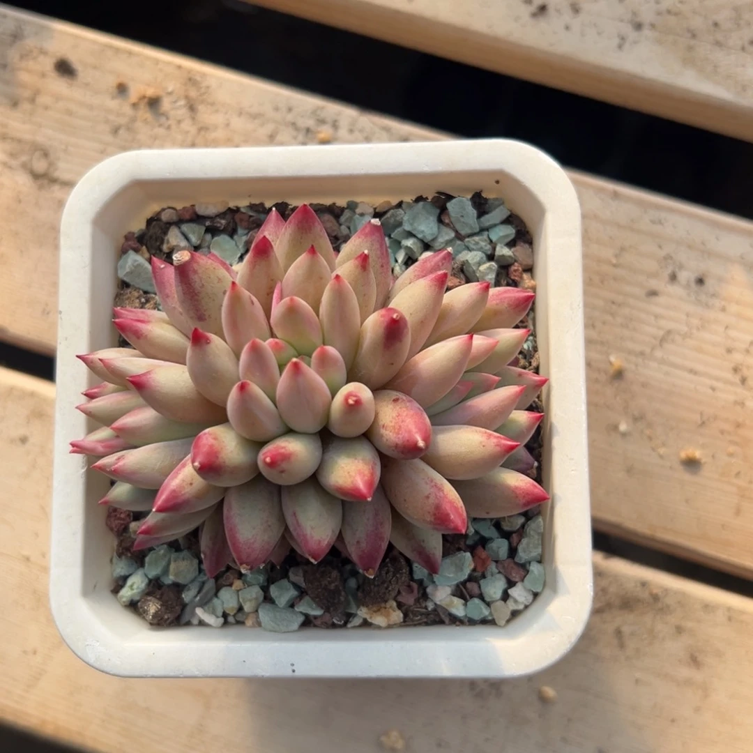 车li子1111111111111111