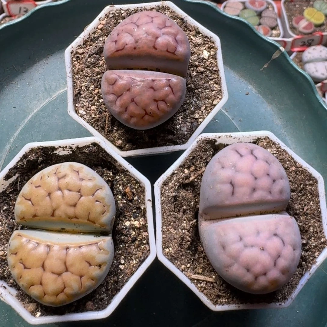 ****特生石花1111111。  80