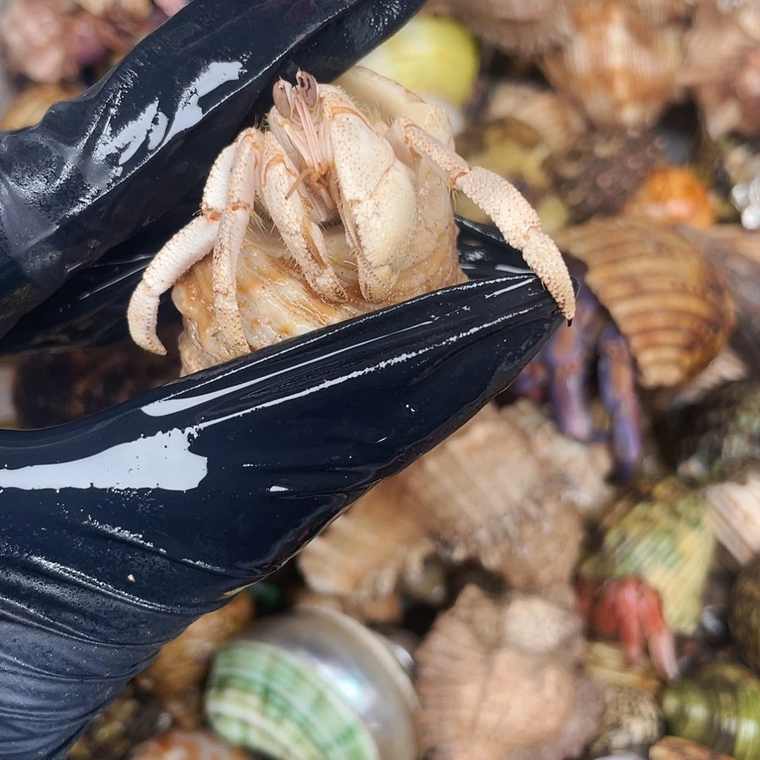 寄居蟹红海少一腿1.7口4341
