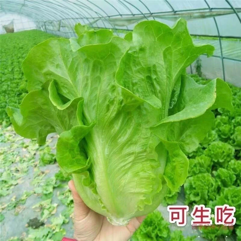 意大利生菜种子适合阳台庭院种植的蔬菜种子