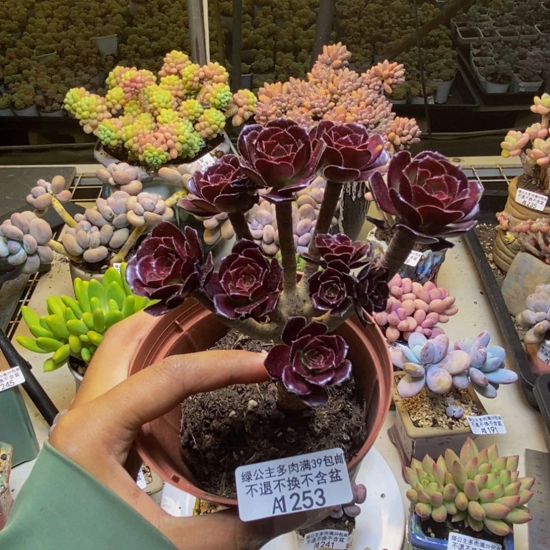 252丸叶法师多肉有砍