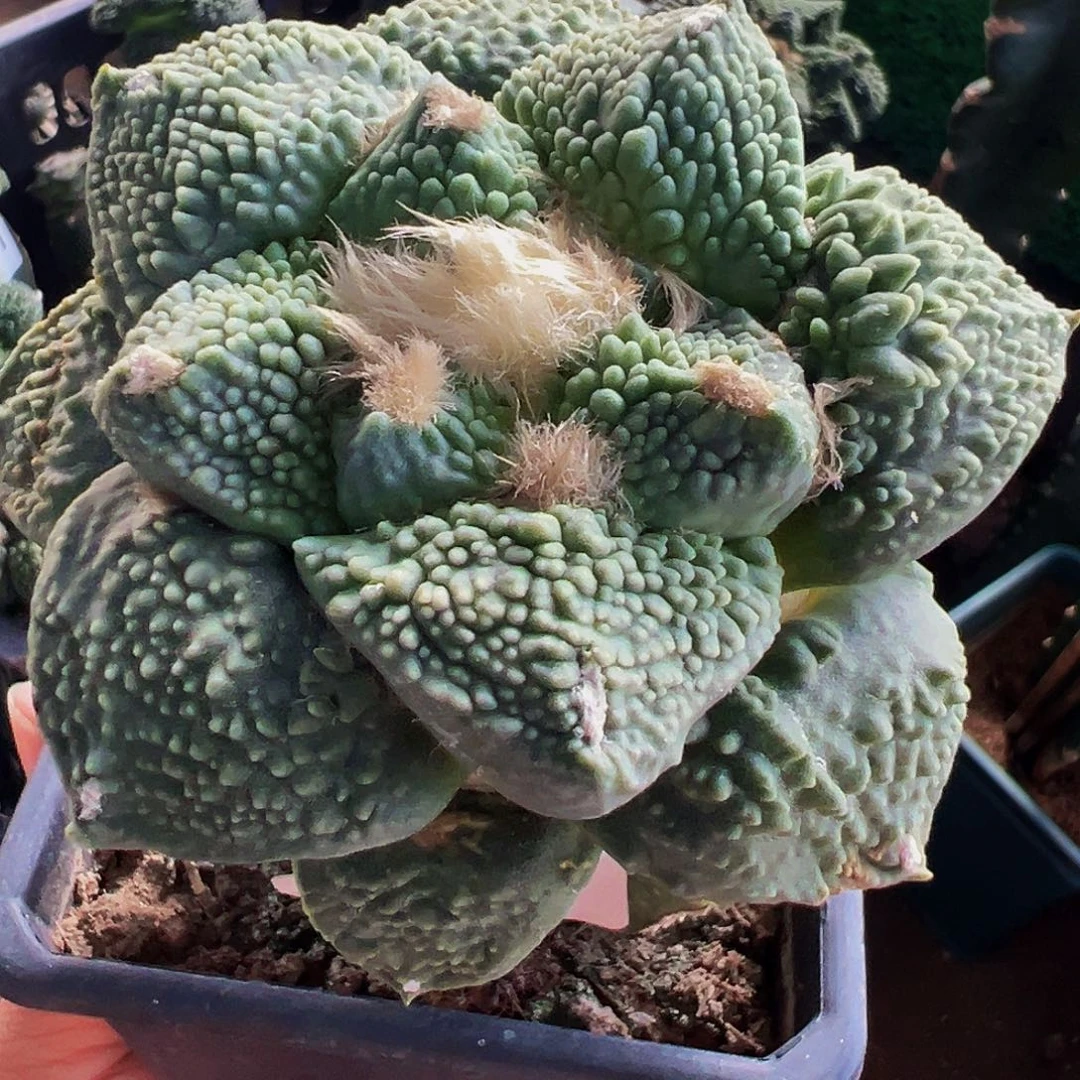 无花朵福利蓝白肌颗粒怒涛牡丹247