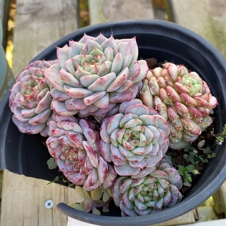 D083- 有伤福利 天鹅绒