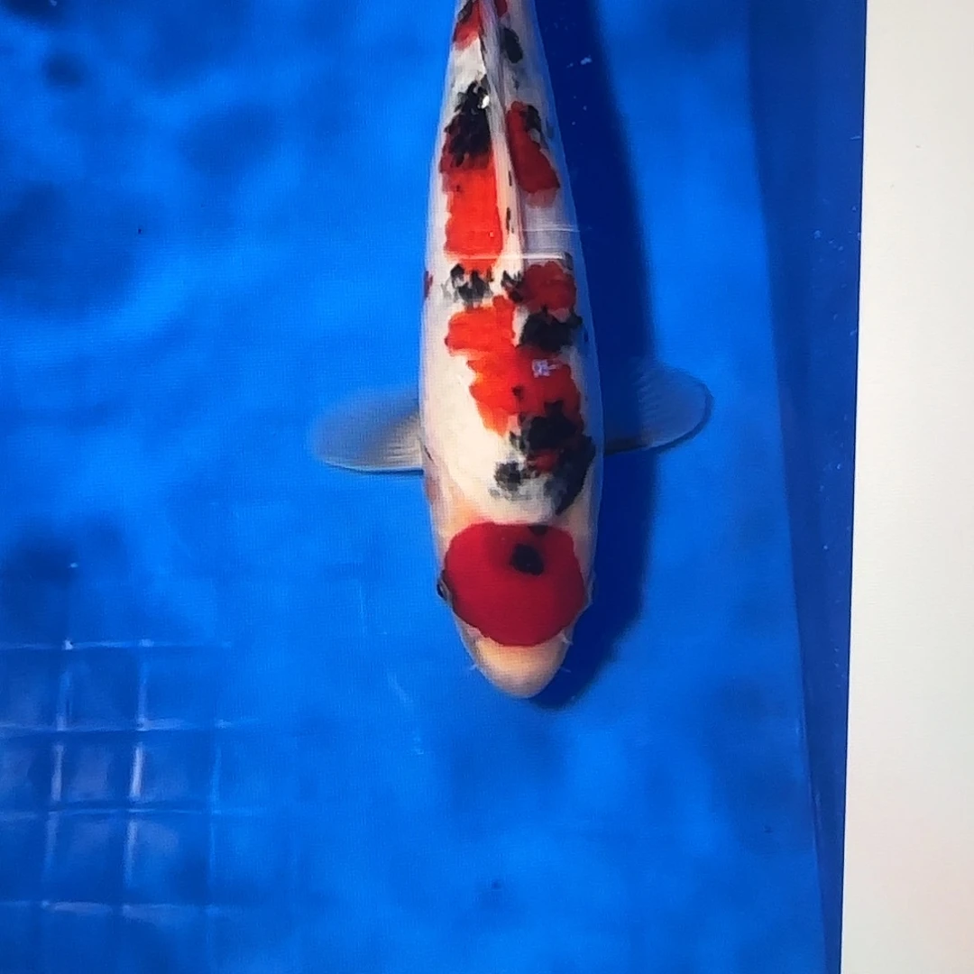渔悦锦鲤四选大正一尾
