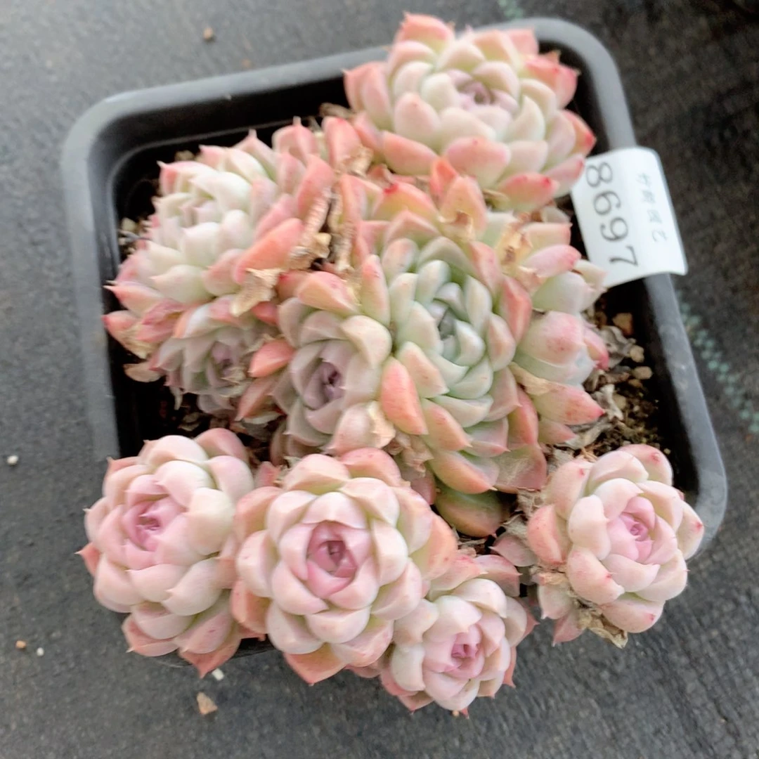 8697杂交多肉植物基地