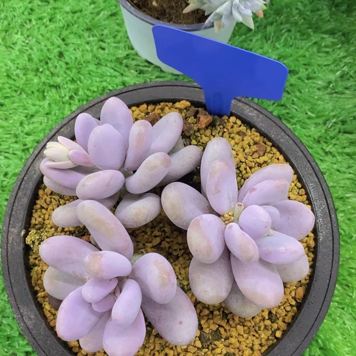 开心多肉，多肉植物