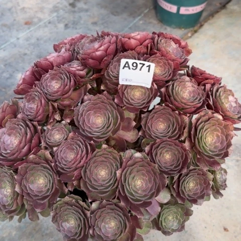 971沙拉碗40厘米左右多肉
