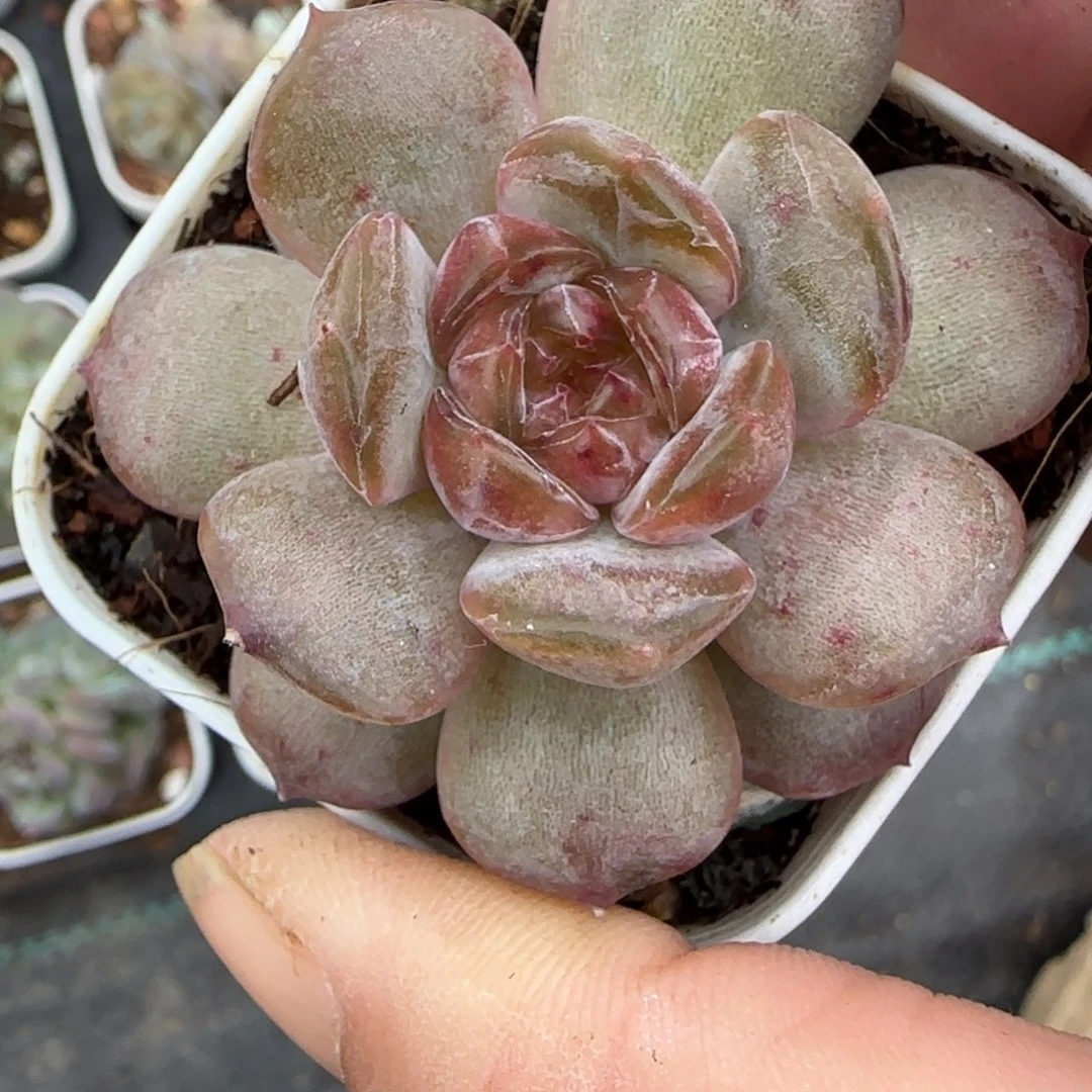 小卡拉米糖心一物一拍