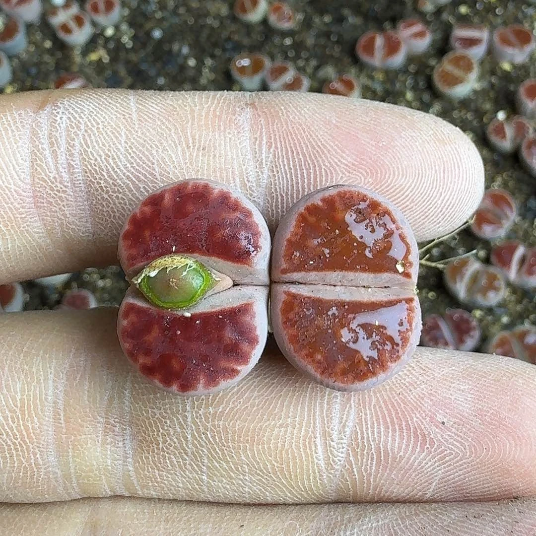 果***狸811哈哈哈哈哈哈哈哈哈哈