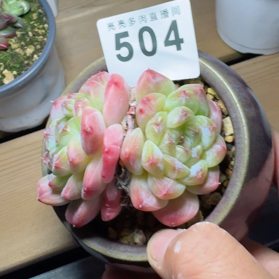 秘境冰魄      开心笑容难抵抗，积极乐观正能量